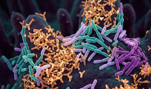Représentation artistique du microbiote intestinal humain avec des milliards de bactéries colorées peuplant la paroi intestinale