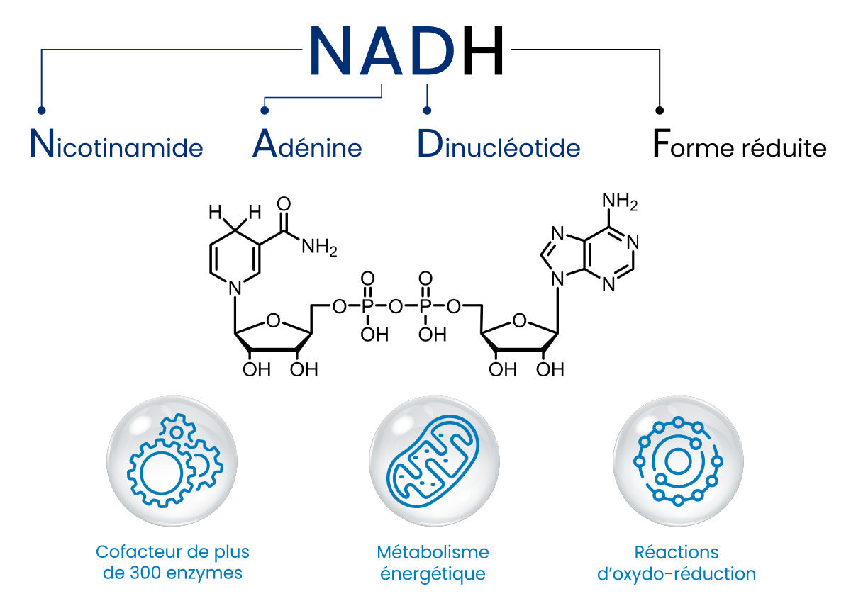 NADH Plus 10 mg & NAC 600 mg : Énergie Cellulaire & Antioxydant