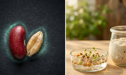 Comparatif entre des graines crues contenant des anti-nutriments et des graines germées prêtes à être digérées