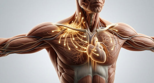 Illustration anatomique du tissu adipeux brun situé près des clavicules, activant le métabolisme et la sécrétion de batokines cardioprotectrices