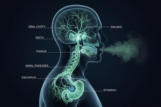 Une silhouette humaine montrant les causes profondes de la mauvaise haleine, avec des 'racines' partant de la bouche vers l'estomac et les sinus.