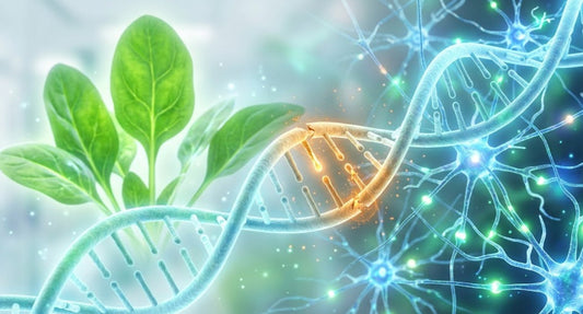 Illustration ADN mutation MTHFR et impact métabolique sur la fatigue chronique