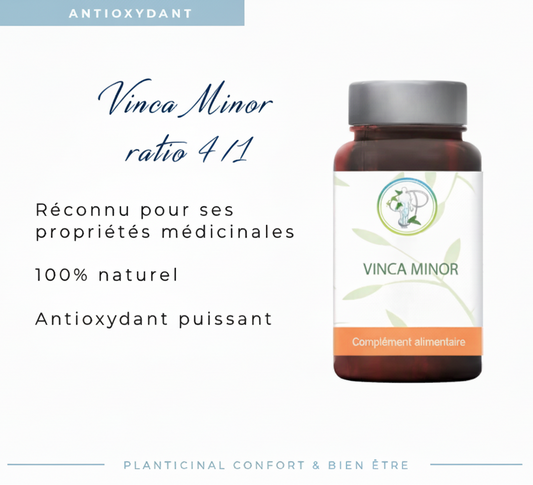 Vinca Minor – Contribue à la Circulation et au Bien-être Cérébral