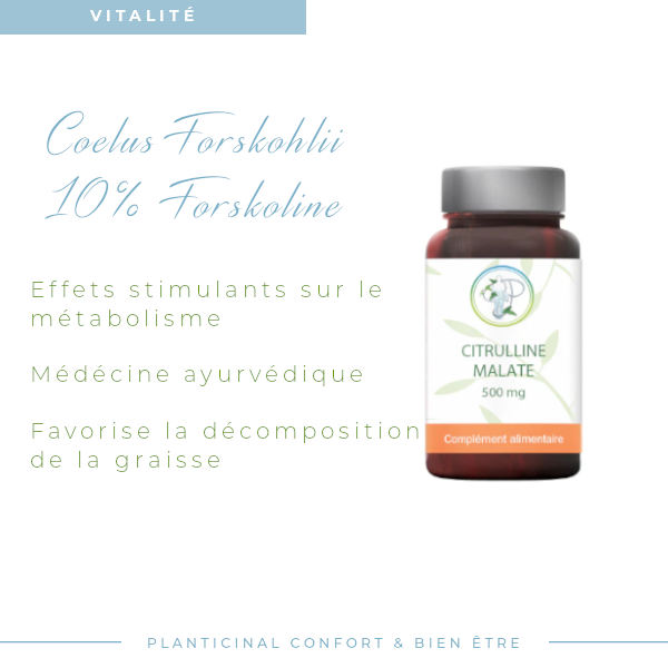 Coleus Forskohlii à 10% de Forskoline : Minceur & Detox