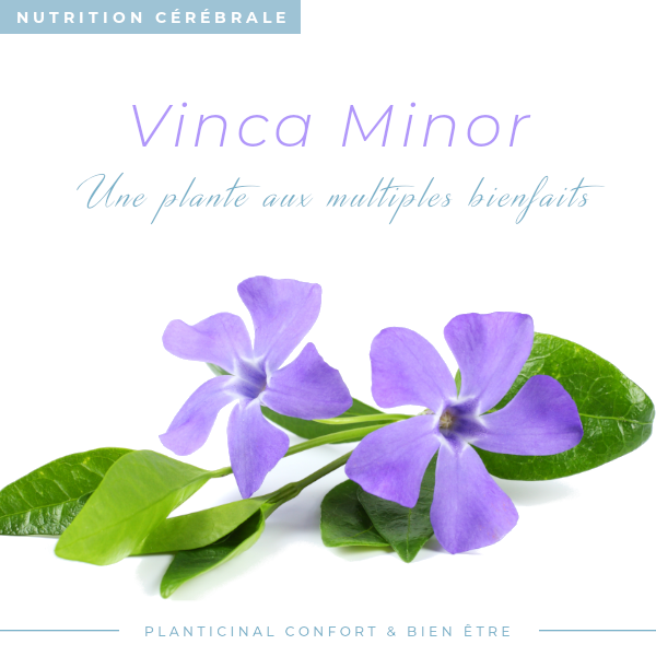 Vinca Minor ratio 4/1 Pack Promo x 3